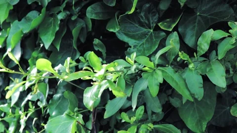 Leafy green background with breeze in slow motion  Stock Footage 145060909