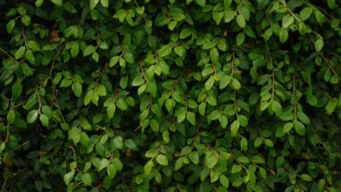 Leafy Green Background Stock Footage 183519263
