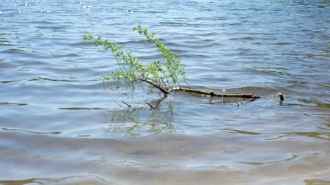 Leafy green branch floating in blue lake water ripples. 動画素材 334153296