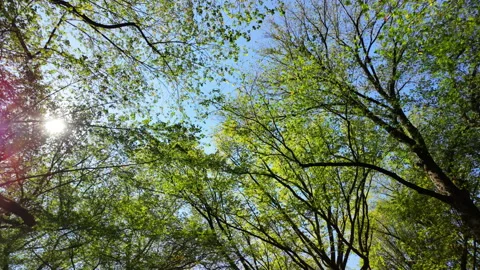 Leafy green forest canopy looking up under blue sky with sunlight Stock Footage 327765938
