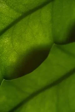A leafy green leaf with a shadow on it 写真素材