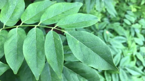 Leafy green panning shot to steps and entrance to beautiful Victorian apartment Stock Footage 135473247
