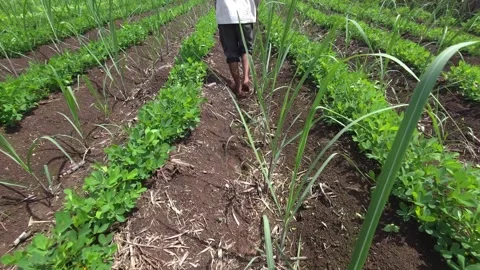 Leafy green peanut plants thriving on elevated hill ridges alongside deep sugarc Видео 342788461