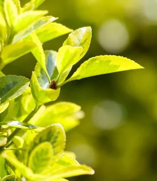 A leafy green plant with a bug on it Foto stock