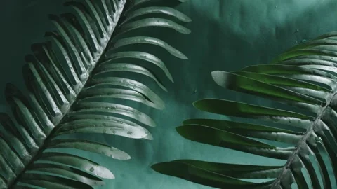A leafy green plant with long, thin leaves Video stock 274859989