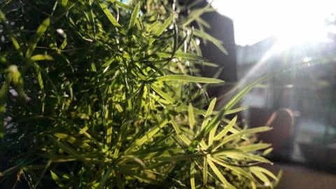 Leafy green plant in morning sun Stock Photos