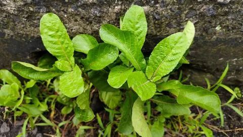 A leafy green plant Stock Photos