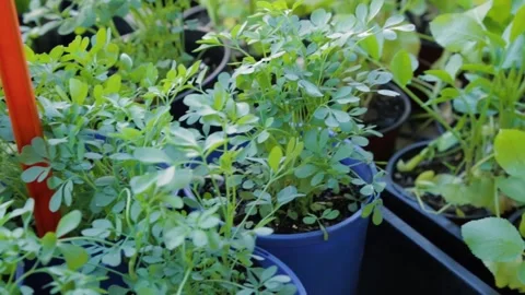 Leafy Green Plants in Blue Pots Displayed at Outdoor Market Stall in Sydney Stock Footage 345701083