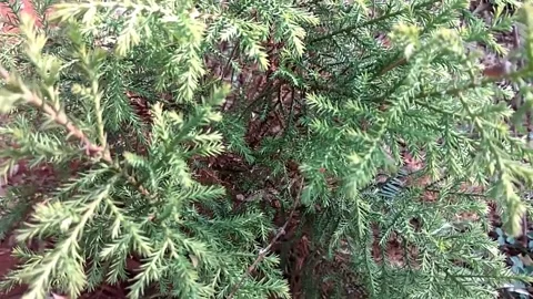 Leafy green plants Stock-Footage 154215363