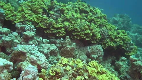 Leafy Green Scroll Coral Formation in Healthy Tropical Reef Ecosystem Video stock 311987262
