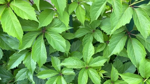 Leafy green texture. Virginia creeper or five leaves ivy climbing plant pattern. Stock Footage 269138594
