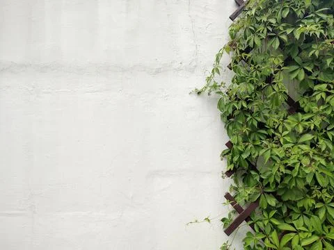 Leafy green texture. Virginia creeper or grape ivy climbing plant pattern Foto stock