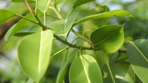 Leafy green tree branch with leaves that are green and have a shiny appearance Stock Footage 301092530