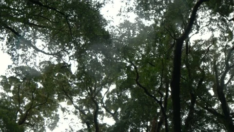 Leafy green tree branches spin overhead in the woods Stock Footage 140611941