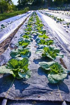 Leafy Green Vegetable Rows in Rural Farm Low Angle View Stock-Fotos