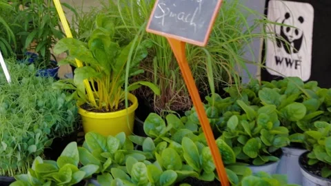 Leafy Greens and Herb Plants for Sale at Outdoor Market Stall in Sydney Stock Footage 345701495