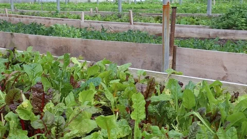 Leafy greens and salads in rows of planter boxes in greenhouse SLIDER Stock Footage 120715758