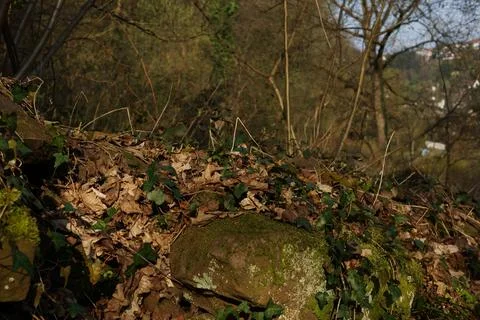 Leafy Ground With Sunlight. Scene Capturing Essence Of Late Autumn With Nat.. Stock Photos