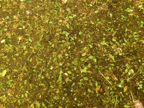 Leafy ground texture. 库存照片