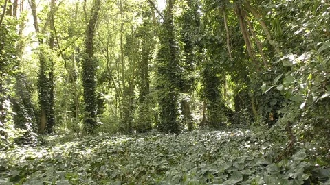 Leafy grove in the reserve. Stock Footage 75602769