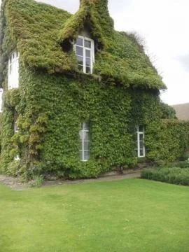 Leafy house Foto stock