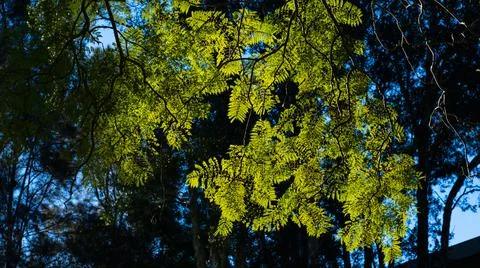 A leafy Jacaranda tree branch is backlit with the morning sunlight.  Stock Photos