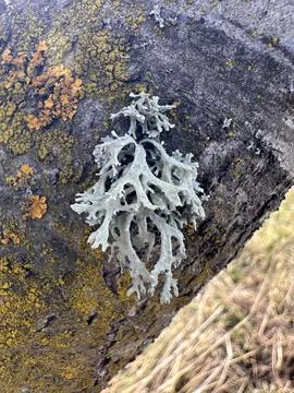 Leafy Lichen on Tree Bark with Yellow Crustose Lichen Foto stock