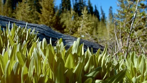 Leafy lush macro forest plants by log in meadow and trees blue sky at dawn 1 Mt. Video stock 81760496