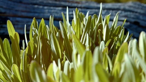 Leafy lush macro forest plants by log in meadow and trees blue sky at dawn 1 Mt. Stock Footage 81761710