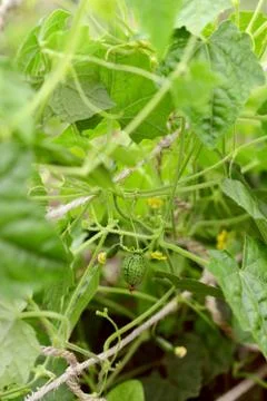 Leafy melothria scabra vine with developing cucamelon fruits Stock Photos