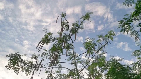 Leafy Moringa tree  Video stock 156316873