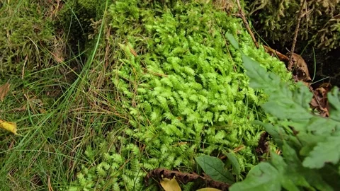 Leafy moss growing at the base of an old tree in a wet forest 動画素材 346181770