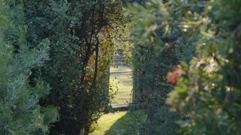 Leafy native garden path and tunnel in shade of golden sun Stock Footage 308162045
