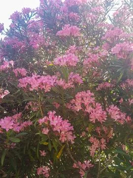 Leafy oleander is in full bloom Stock Photos