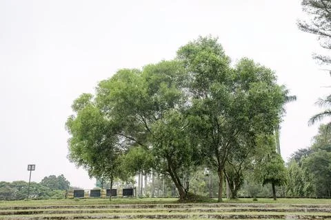 Leafy Park Trees on Terraced Grounds for Landscape Design Stock Photos