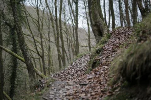Leafy Path in a Spooky Forest Stock Photos