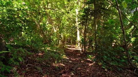 Leafy path through small Banyon trees and tropical vegetation in rainforest Stock Footage 80510579