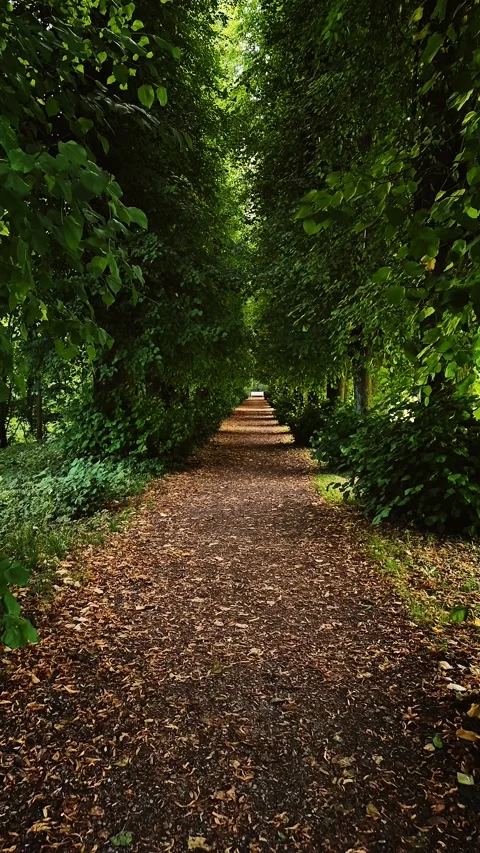 Leafy Pathway with Bench in a Green Park Stock Footage 285647709
