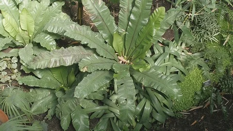 Leafy Plant From Above 2 Stock Footage 90816063