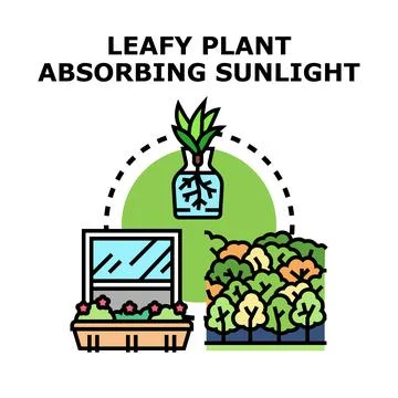 Leafy plant absorbing sunlight concept vector Stock Illustration