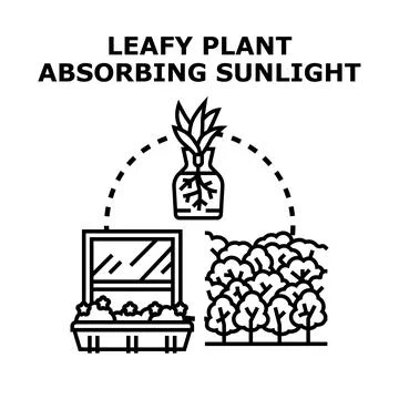 Leafy plant absorbing sunlight concept vector Stock Illustration