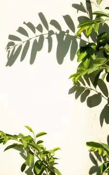 A leafy plant casts a shadow on a white wall Stock Photos