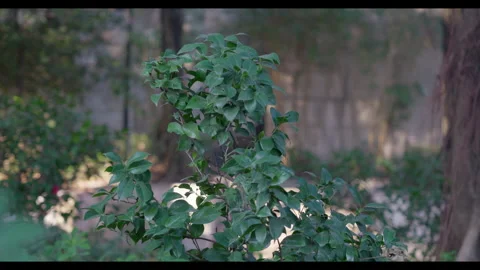Leafy Plant in Garden Setting for Mindfulness Background Use Stock Footage 328093865