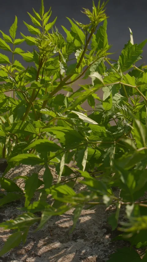 Leafy Plant Growing on Sunlit Stone Wall Outside Historical Villa in Florence Stock Footage 342716858