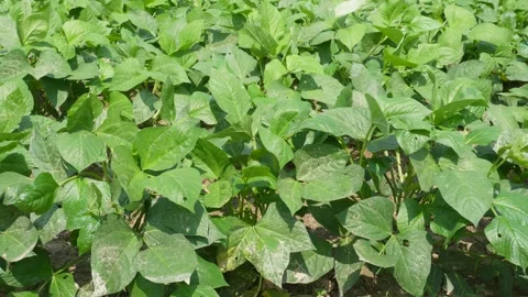 Leafy Plants Video stock 335211678