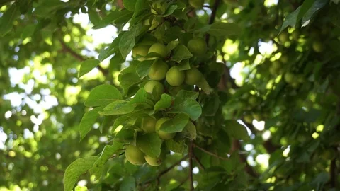 Leafy plum tree, fresh green plums, large amounts of plums on the tree, 動画素材 112068336