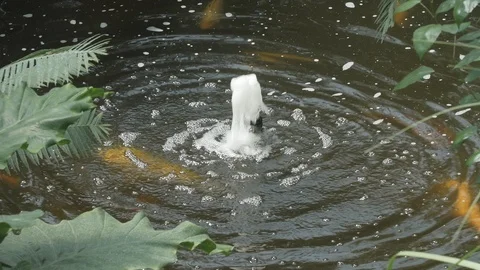 Leafy Pond High Angle 4k Stock Footage 90821843
