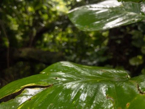 Leafy Rain Forest Stock Photos