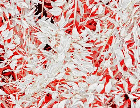 Leafy Red Tree Leaf Flora Background Stock Photos