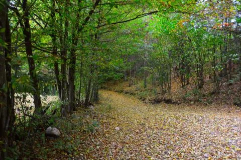 Leafy road Stock Photos